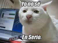 Serious Cat