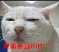 Serious Cat