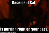 Basement Cat