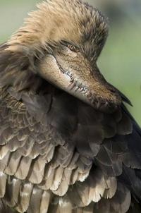 Crocoduck