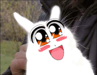 Bunnyfaic