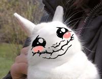 Bunnyfaic