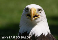 Why I Am So Bald?