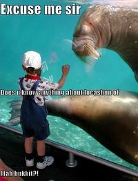 Lolrus