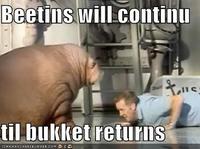 Lolrus