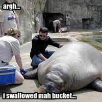 Lolrus