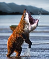 Bearsharktopus