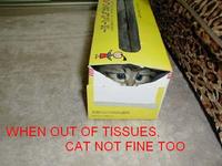 A cat is fine too....