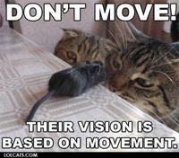 LOLcats