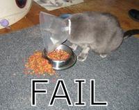 LOLcats