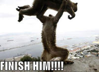 LOLcats