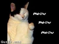 Kitty Cat Dance