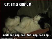 Kitty Cat Dance