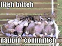 Itteh Bitteh Kitteh Committeh