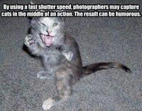 Average Cats
