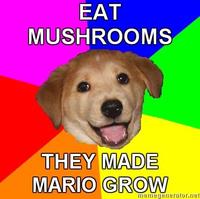 Advice-dog_mushrooms