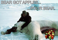 Apples Bear