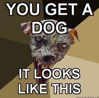 Cynical Dog