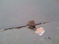 Sad_rat_sidewalk_02
