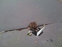 Sad Rat