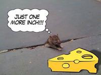 Sad Rat