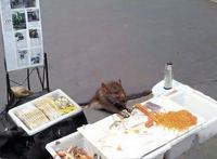 Sad Rat