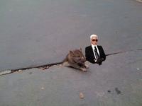 Sad Rat