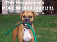 WHARRGARBL / Sprinkler Dog