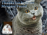 Happy Cat