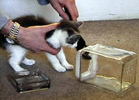 Bonsai Kittens
