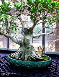 Bonsai Kittens