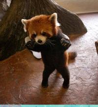 Pedobear