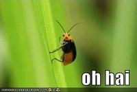 OH HAI