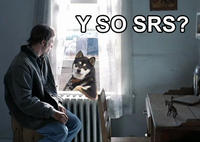 Cool Dog