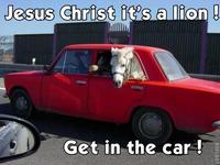 JESUS CHRIST IT'S A LION GET IN THE CAR!