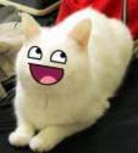 Happy Cat