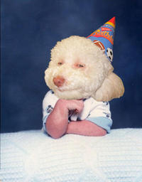 Birthday Dog