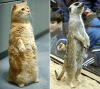 Standing Cat