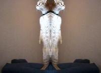 Standing Cat