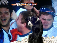 Apathetic-dog-doesnt-care-for-your-silly-16771-1276883940-2