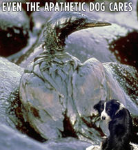The-apathetic-dog-21603-1276888760-40