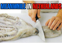 Paul The Octopus
