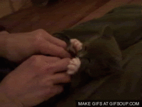 Surprised-kitty