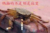 Loneliness Party (寂寞党)