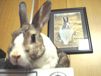 Pancake Bunny