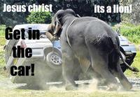 Jesus Christ It's a Lion Get In The Car!