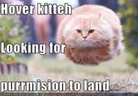 Bullet Cat