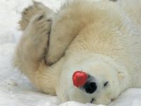 Apples Bear