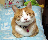 Happy Cat
