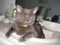 Happy Cat